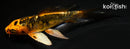 4.75" BENI KIOKURYU BUTTERFLY