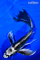 9.75" KIKOKURYU BUTTERFLY
