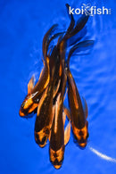 PACK OF (5) 5-6" KABUTO BUTTERFLY KOI