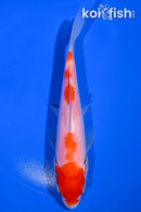 6" KOHAKU