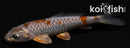 4.25" DOITSU METALLIC OCHIBA SHIGURE