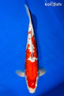 15" GINRIN KOHAKU