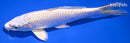 6.5" PLATINUM OGON