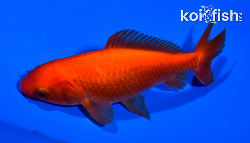 4.75" WAKIN GOLDFISH