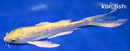 9" GINRIN YAMABUKI OGON BUTTERFLY