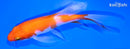 4.5" KOHAKU BUTTERFLY