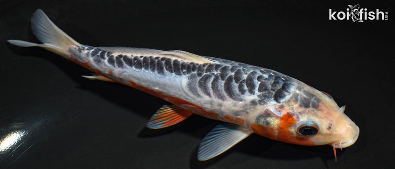 7.5" SHUSUI