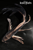 9.25" KIKOKURYU BUTTERFLY