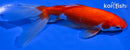 5.75" WATONAI GOLDFISH