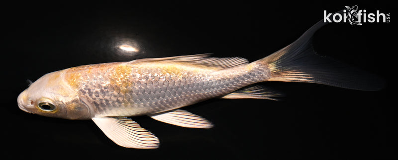 4.75" GINRIN LEMON HARIWAKE BUTTERFLY