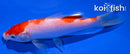 6" KOHAKU