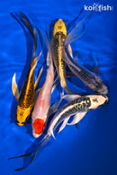 PACK OF (5) 5-6" IMPERFECT BUTTERFLY KOI