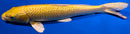 11.5" YAMABUKI OGON