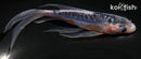 5.25" SHUSUI BUTTERFLY