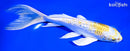 8" LEMON HARIWAKE BUTTERFLY