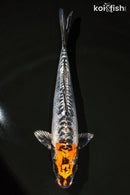 12.75" BENI KIKOKURYU