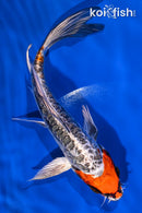 6.75" BENI KIKOKURYU BUTTERFLY