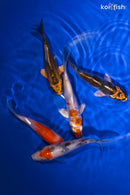 PACK OF (3) 4-4.5" STANDARD KOI
