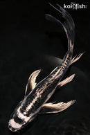 9" BENI KIKOKURYU BUTTERFLY