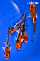 PACK OF (5) 3.75-4.25" STANDARD KOI