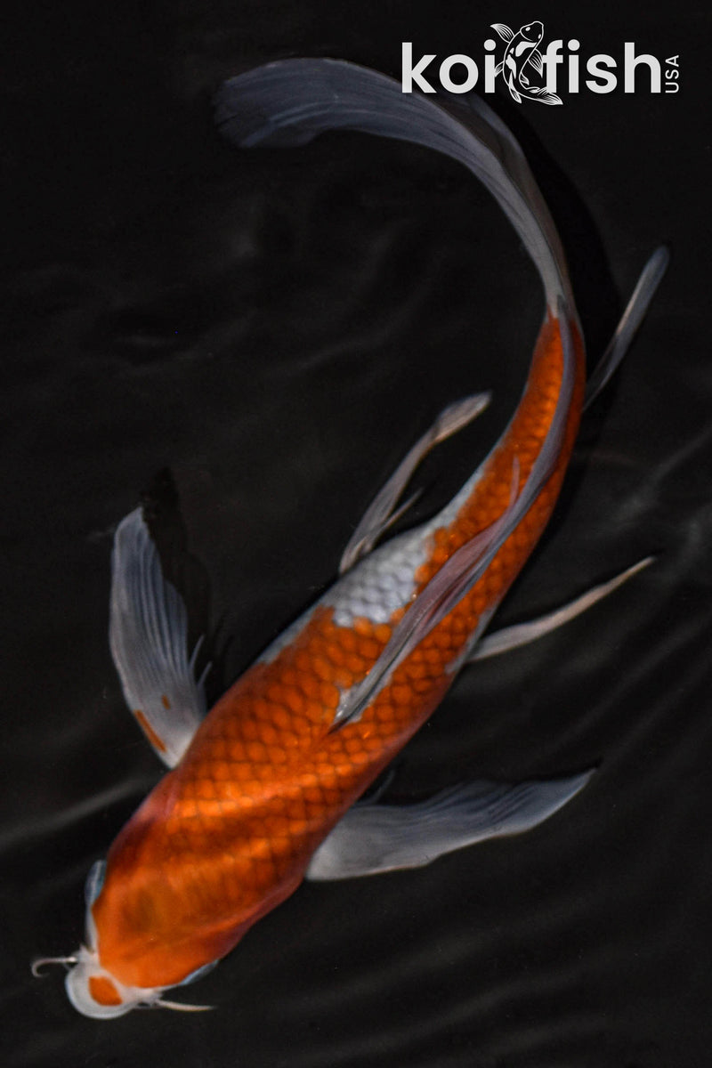 9.5" OCHIBA SHIGURE BUTTERFLY