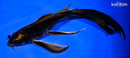 9.5" BENI KIKOKURYU BUTTERFLY