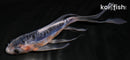 5.25" SHUSUI BUTTERFLY