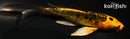 4.75" BENI KIOKURYU BUTTERFLY