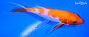 4.5" KOHAKU BUTTERFLY