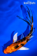 5.25" YAMATO NISHIKI BUTTERFLY