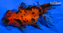 4" CALICO TELESCOPE FANTAIL GOLDFISH