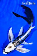 7.75" KIKOKURYU BUTTERFLY