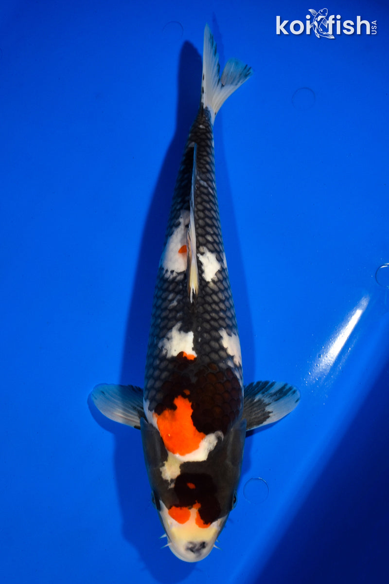 13.75" SHOWA