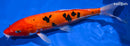 11.5" DOITSU AKA SANKE