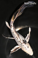 8.25" GINRIN KIKOKURYU BUTTERFLY