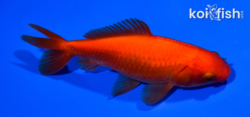 4.75" WAKIN GOLDFISH