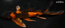 9" HI UTSURI BUTTERFLY