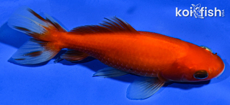 5" WAKIN GOLDFISH