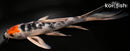 9.75" SANKE BUTTERFLY
