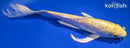 9" GINRIN YAMABUKI OGON BUTTERFLY