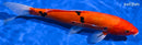 11.5" DOITSU AKA SANKE