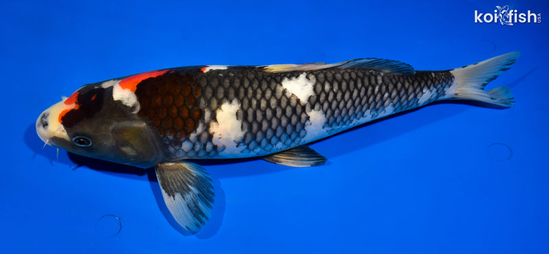 13.75" SHOWA