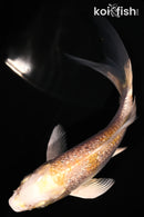 4.75" GINRIN LEMON HARIWAKE BUTTERFLY