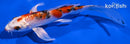 5.5" YAMATO NISHIKI BUTTERFLY