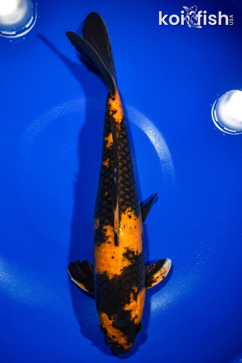 14" HI UTSURI