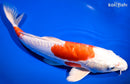 11.5" KIKUSUI