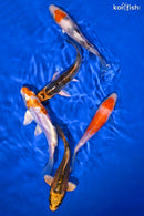 PACK OF (3) 4-4.5" STANDARD KOI