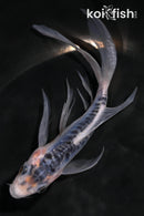 5.25" SHUSUI BUTTERFLY