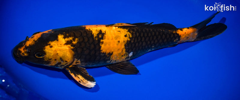 14" HI UTSURI