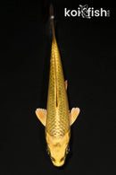 4.5" KI MATSUBA